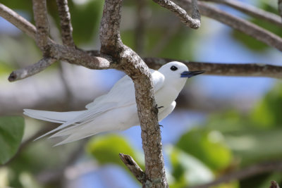 White Tern