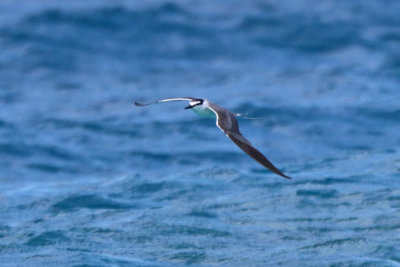 Gray-backed Tern