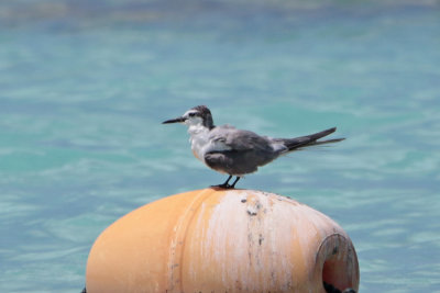 Gray-backed Tern