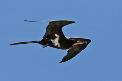 Lesser Frigatebird