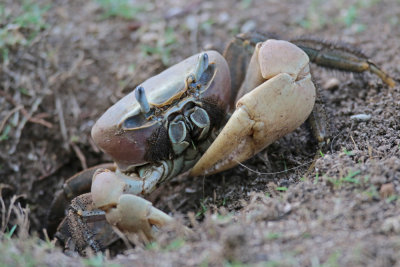 Land Crabs