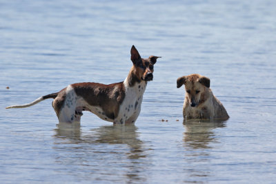 Happy dogs cooling off
