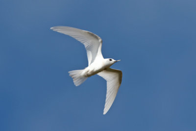 Little White Tern