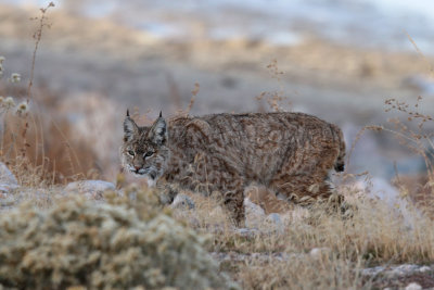 Bobcat
