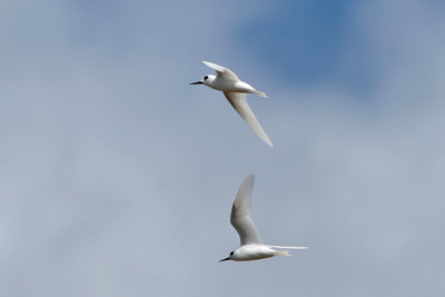 Little White Tern