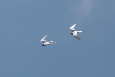 Little White Terns