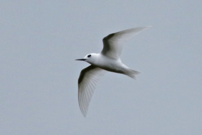 Little White Tern