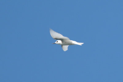 Little White Tern