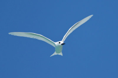 White Tern