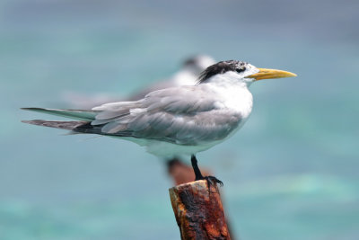 Great Crested Tern