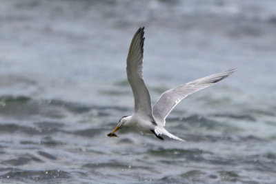 Great Crested Tern