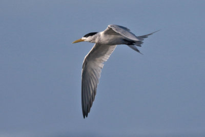 Great Crested Tern