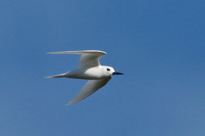 White Tern