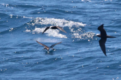 Tropical Shearwater