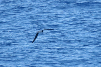 Tahiti Petrel