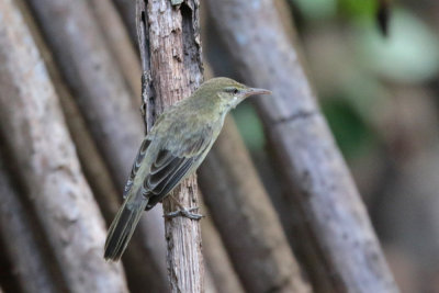 Northern Marquesan Reed Warbler