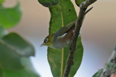 Silver-eye