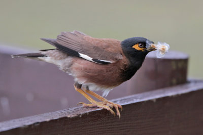 Common Myna