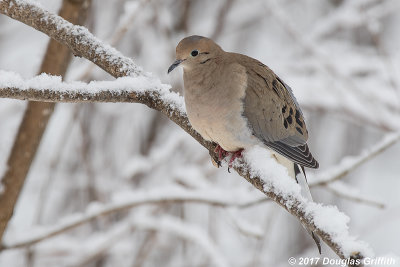 Mourning Dove  