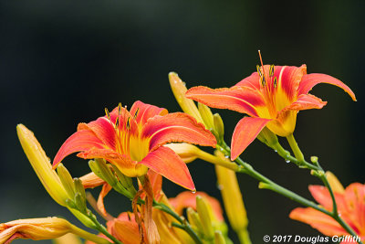 After the Storm: Tiger Daylily