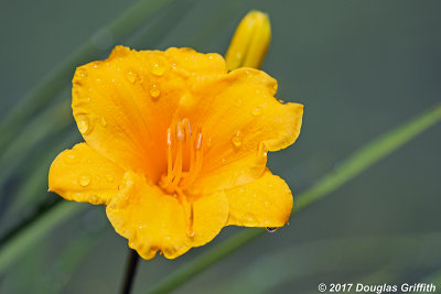 After the Rainstorm II: Yellow Daylily