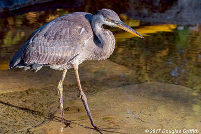 Juvenile Great Blue Heron