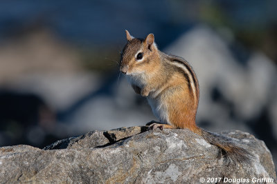 Eastern Chipmunk