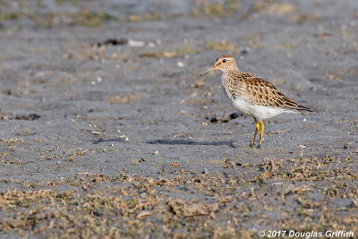 Pectoral Sandpiper