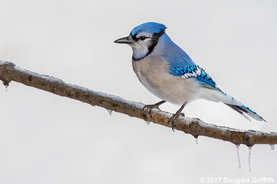 Blue on White: Blue Jay (Cyanocitta cristata)