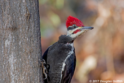 Whazzupp?: Male Pileated Woodpecker