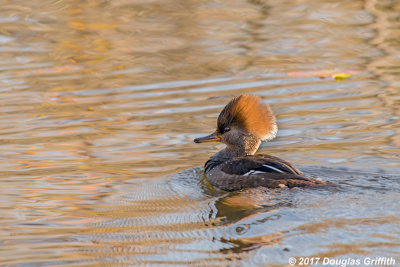 Female Hooded Merganser in Water Coloured by Fall Reflections