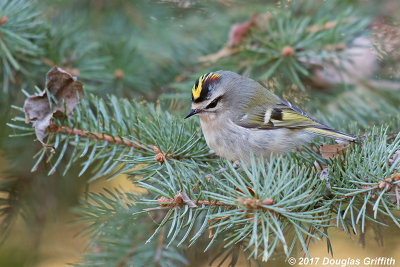 Flaring the Crown: Male Golden-crowned Kinglet