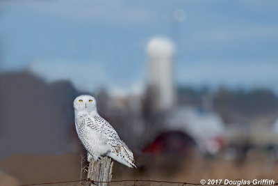 What Big Eyes You Have: Female/Juvenile Snowy Owl