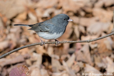 Dark-eyed Junco