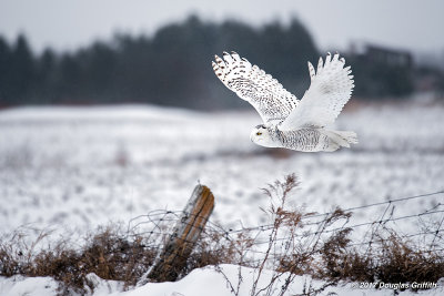 O'er the Fields: Female Snowy Owl