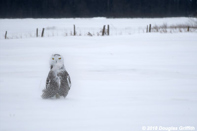 Snow Chicken: Female Snowy Owl