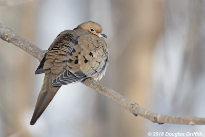 Soaking Up the Morning Sun: Mourning Dove