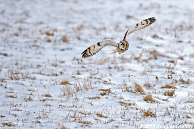 Hunting: Short-eared Owl 