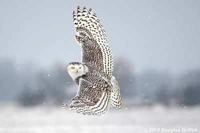 You Rang?? Female Snowy Owl