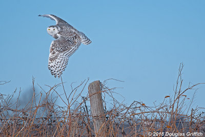 Flying the Fence Line: Female Snowy Owl