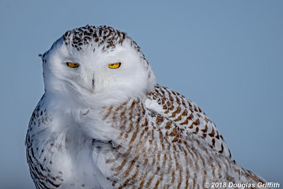 Portrait of a Female Snowy Owl