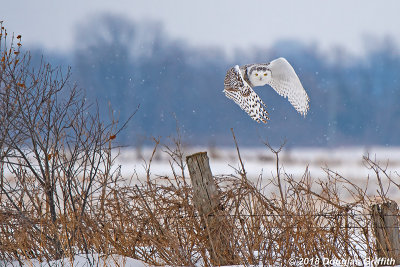 Female Snowy Owl