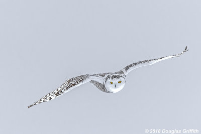 Searching: Female Snowy Owl
