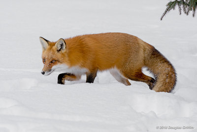 The Stalker: Red Fox Vixen