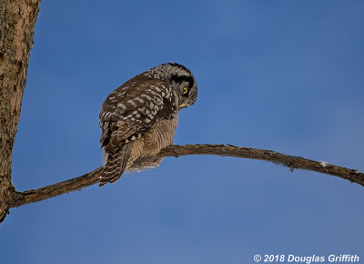 Northern Hawk Owl (Male)