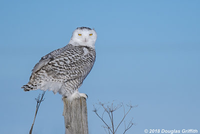 Female Snowy Owl
