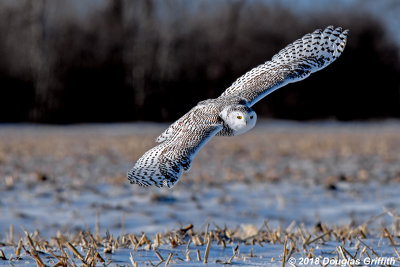 Female Snowy Owl