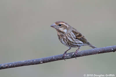Female Purple Finch