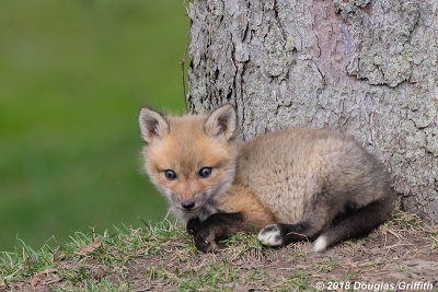 Red Fox Kit