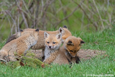 The Sentry: Red Fox Kits (Vulpes vulpes)
